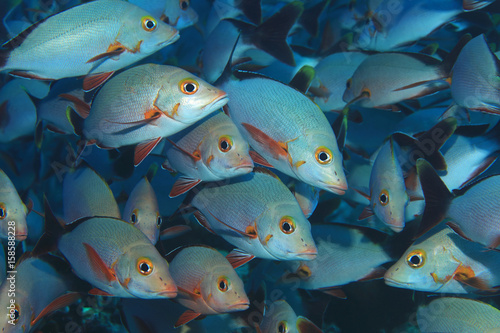 Shoal of Humpback red snappers photo