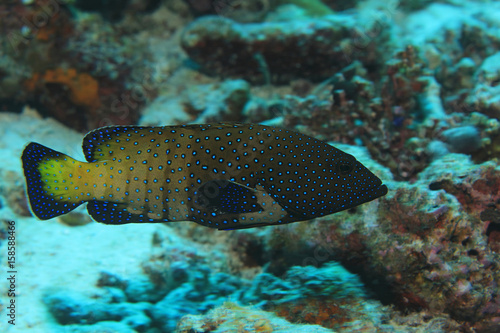 Peacock hind grouper fish photo