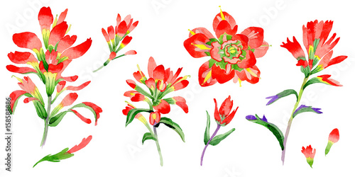 Wildflower Indian Paintbrush flower in a watercolor style isolated. photo