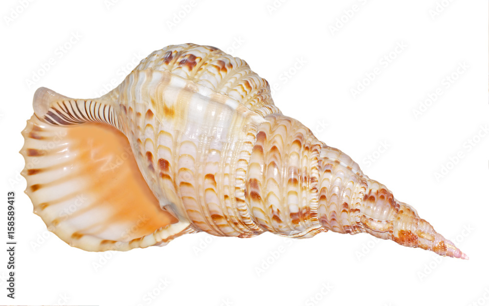  A seashell isolated on white. Charonia tritonis