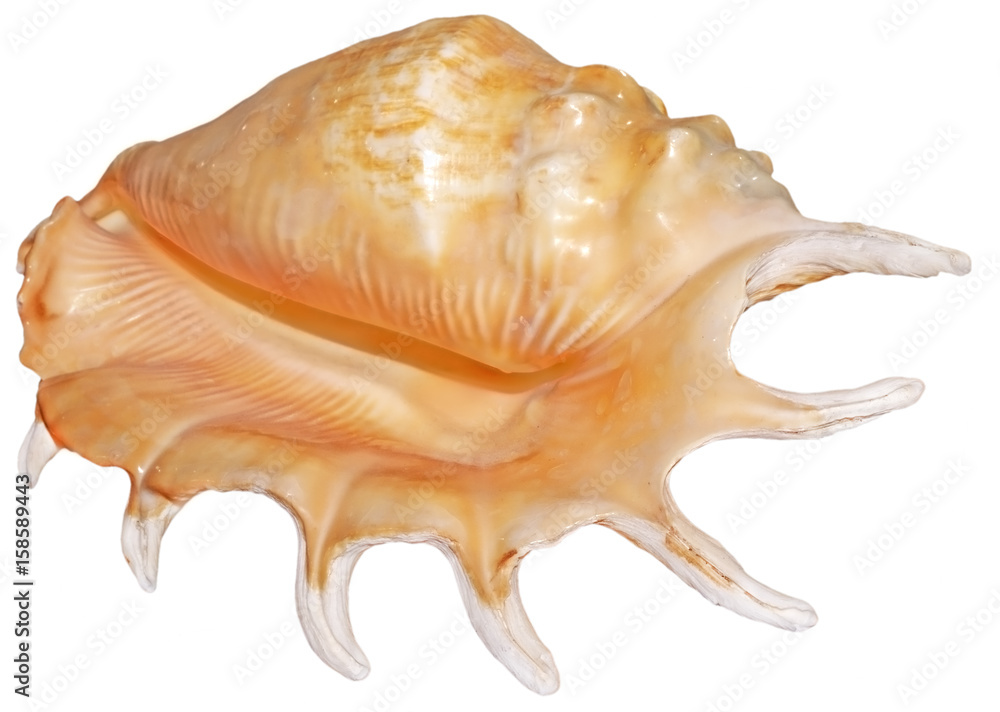 A seashell isolated on white. Lambis wheelwriythi A seashell isolated on white. Lambis wheelwriythi
