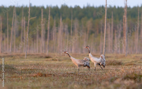 Two Crane birds going on the swamp