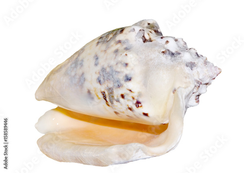  Seashell isolated on white. Strombus lentiginosus