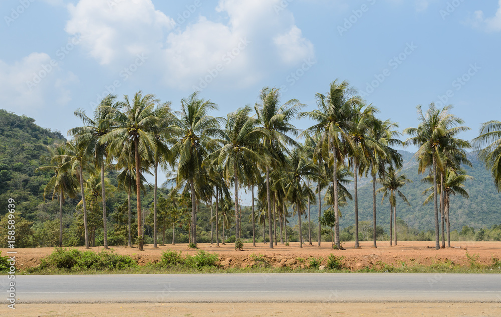 Plantation of coconut palm trees