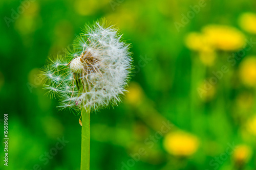 Dandelion