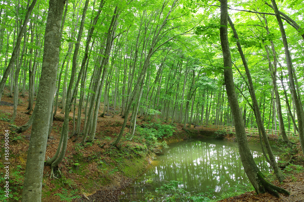 Obraz premium 新緑の美人林