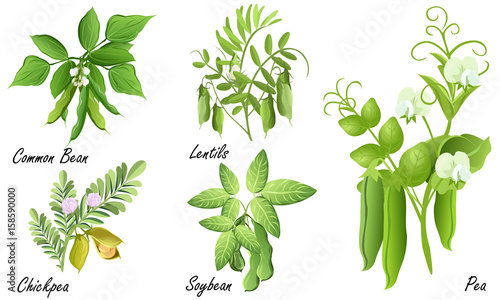 Legume plants (common bean. soybean, lentil, pea, chickpea ). Set of hand drawn vector illustrations of various legume plants  on white background.