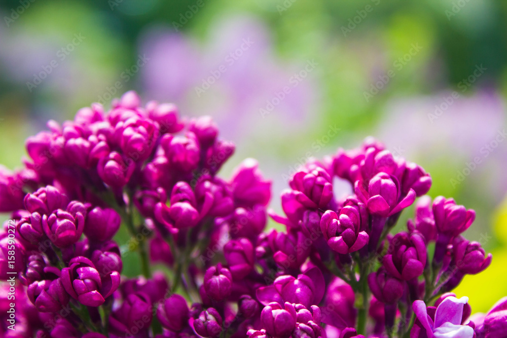 Amazing natural view of bright lilac flowers in garden at sunny spring day with green leaves as a background. Amazing natural view of bright lilac flowers in garden at sunny spring day with green leaves as a background.
