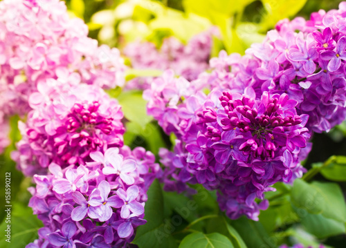 Amazing natural view of bright lilac flowers in garden at sunny spring day with green leaves as a background.