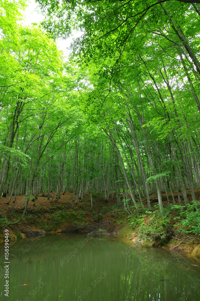 Obraz premium 新緑の美人林