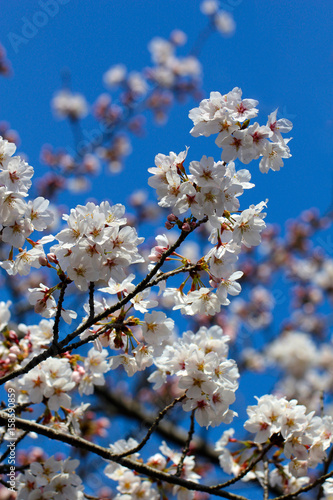 Cherry blossoms