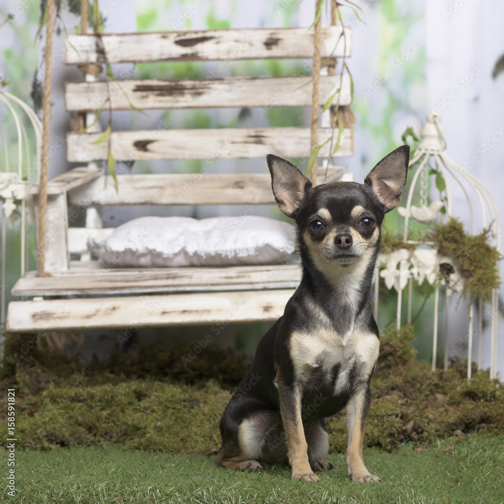 Chihuahua sitting, in pastoral decoration