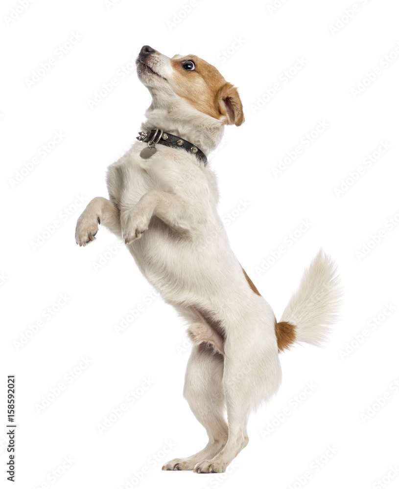 Jack Russell Terrier on hind legs, isolated on white Jack Russell Terrier on hind legs, isolated on white