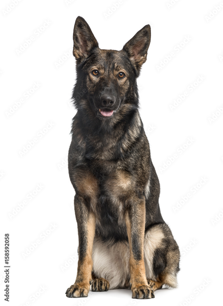German Shepherd Dog sitting, isolated on white German Shepherd Dog sitting, isolated on white