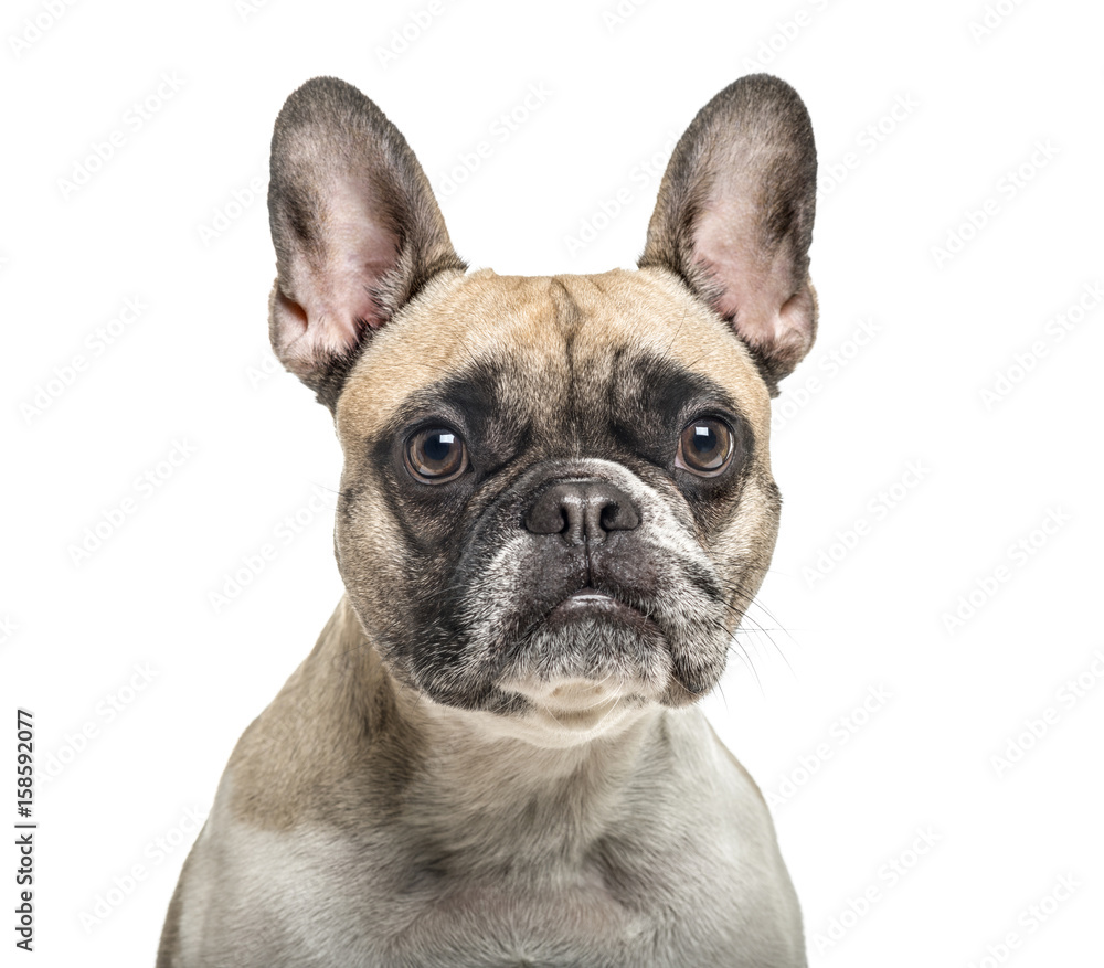 Close-up of an old french bulldog, isolated on white