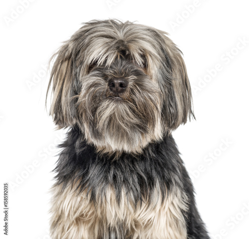 Close-up of a yorkshire Terrier, isolated on white © Eric Isselée