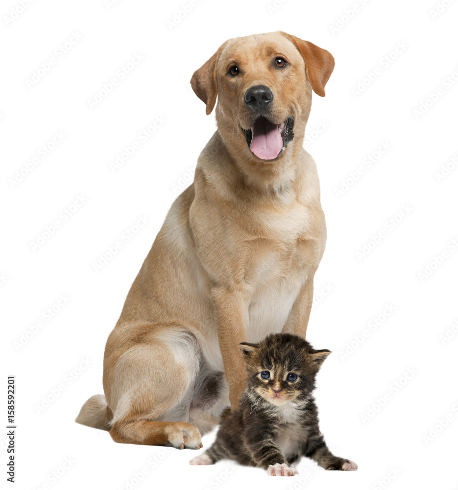 Labrador panting and kitten, isolated on white