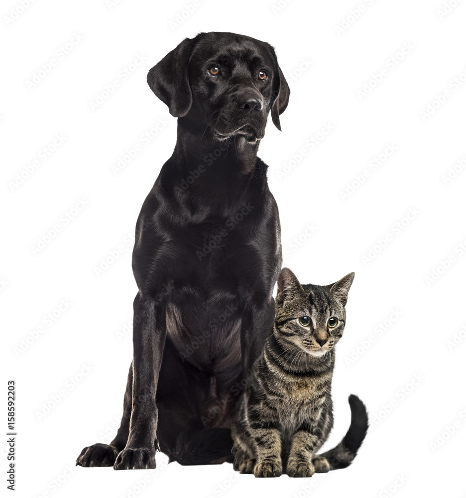Labrador and european cat sitting, isolated on white Labrador and european cat sitting, isolated on white