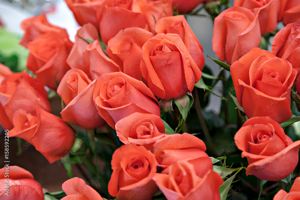 Background image of flowers buds of pink roses Background image of flowers buds of pink roses