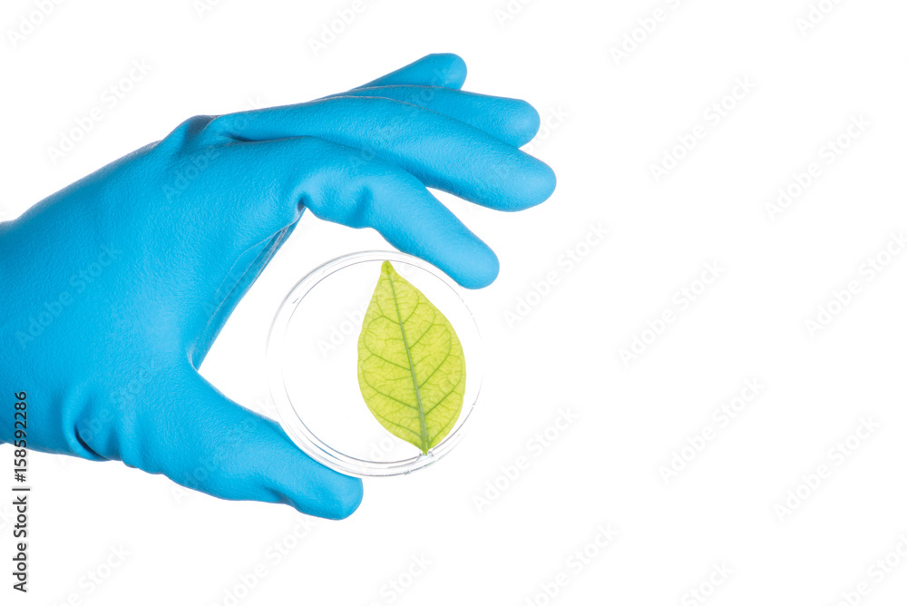 Fototapeta premium scientist hand in blue glove holding green leaf , biotechnology concept isolated on white background
