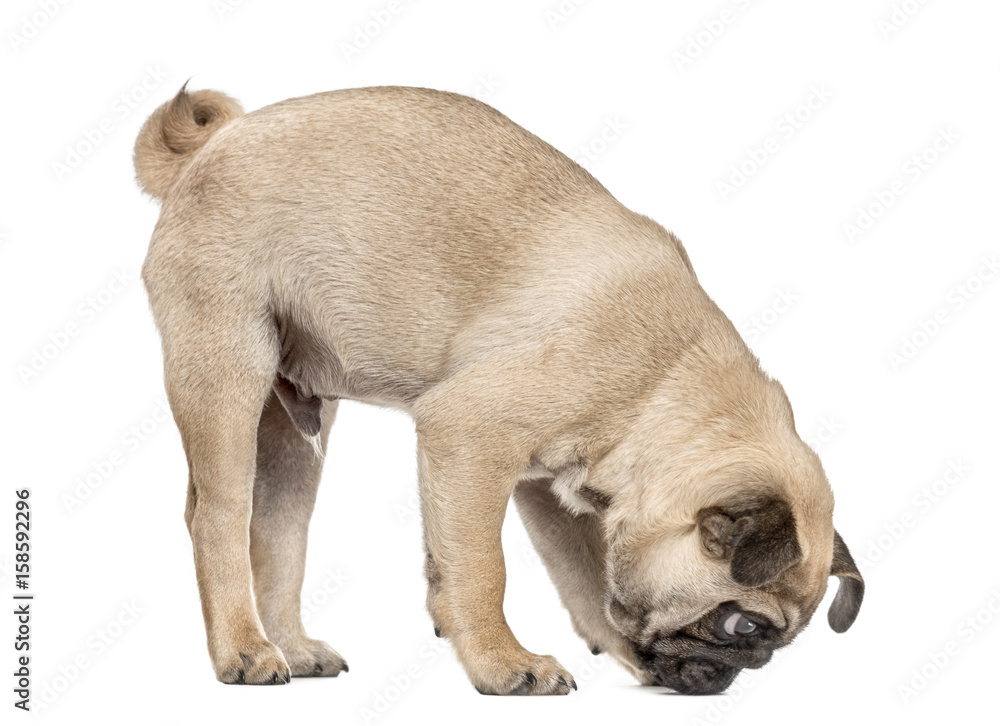 Pug puppy sniffing the ground, isolated on white Pug puppy sniffing the ground, isolated on white