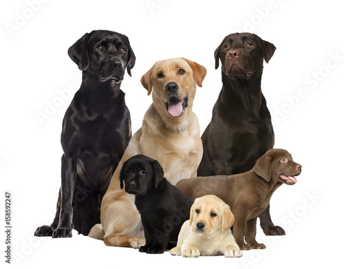 labrador and puppies, isolated on white