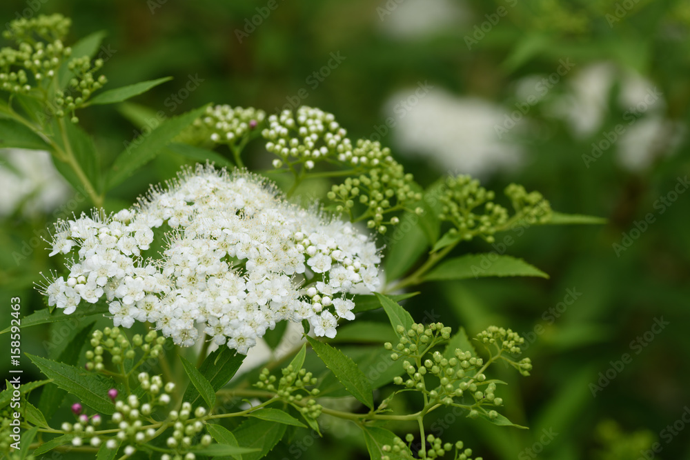 シモツケの花 シモツケの花