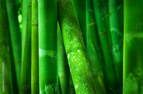 Close up on bamboo tree
