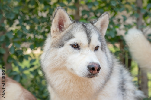White And Gray Adult Siberian Husky Dog Or Sibirsky Husky © exzozis