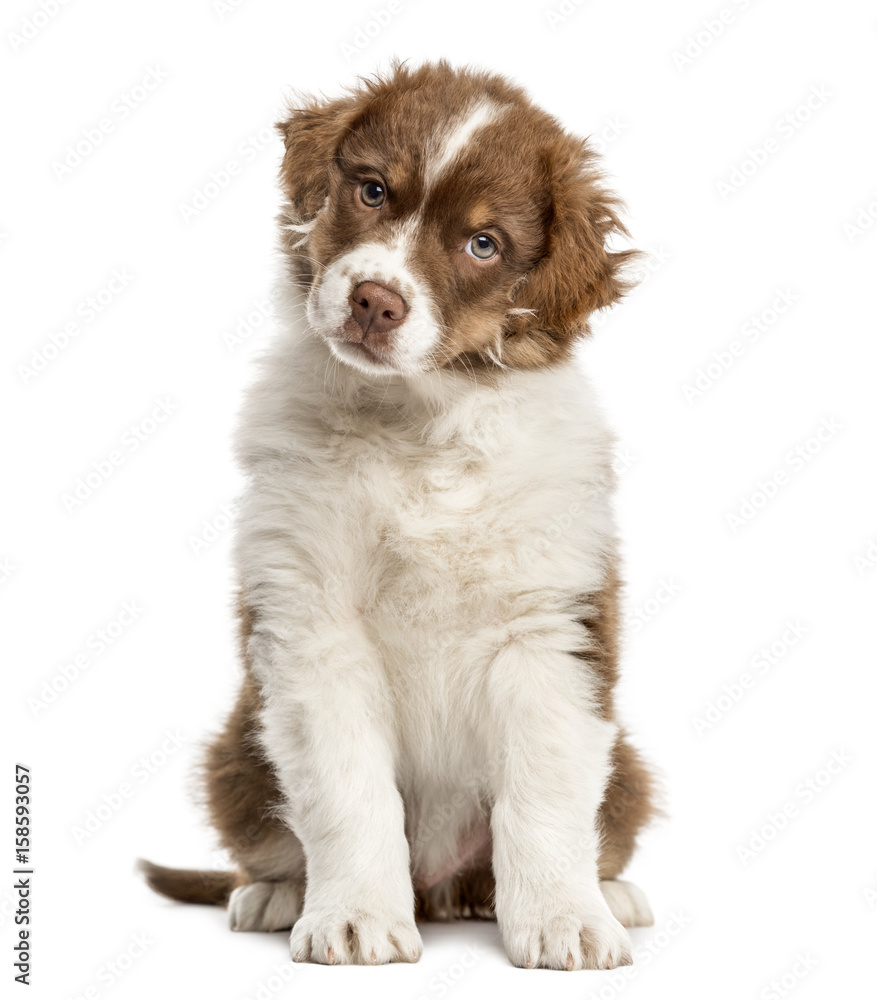 Australian Shepherd puppy sitting, 2 months old, isolated on whi