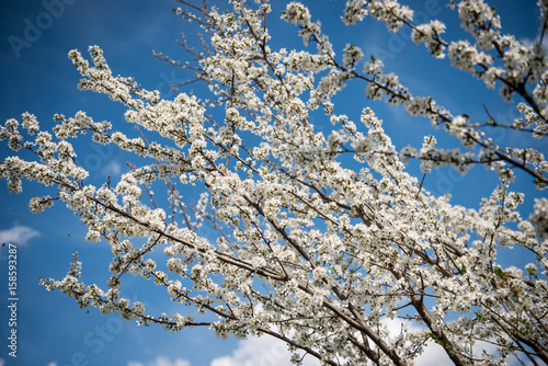 Seasonal spring floral background