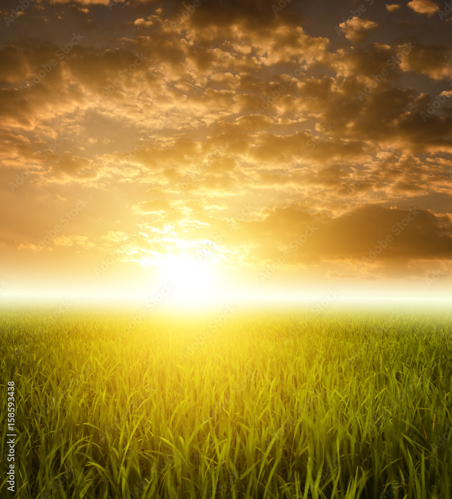 Paddy fields landscape