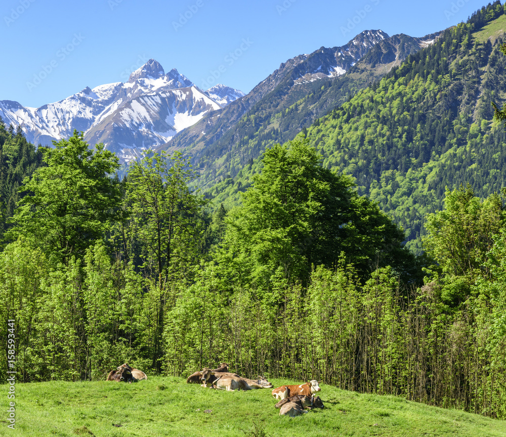 Kühe auf einer Weide vor der Kulisse der Allgäuer Alpen