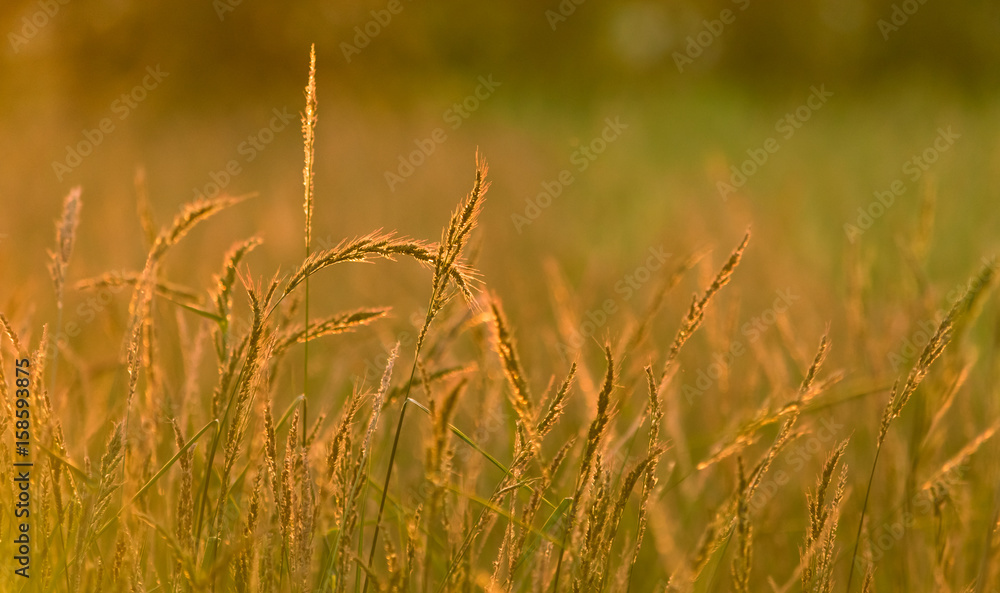 Fototapeta premium Farma pszenicy