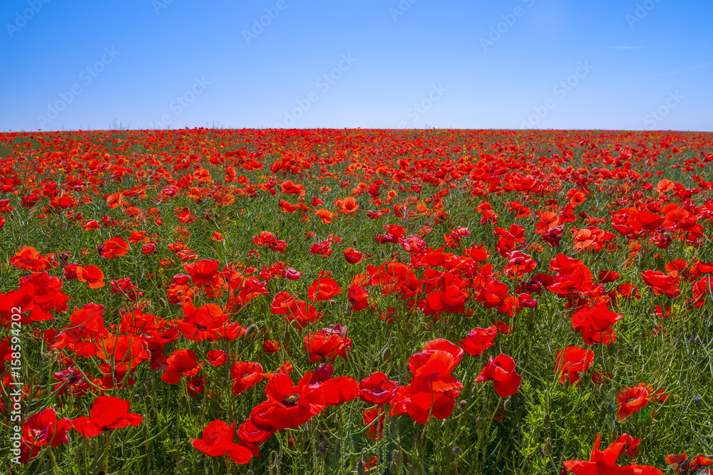 Endless field of flowering flowers of scarlet poppies to the horizon and a blue sky. Sunny bright day.
