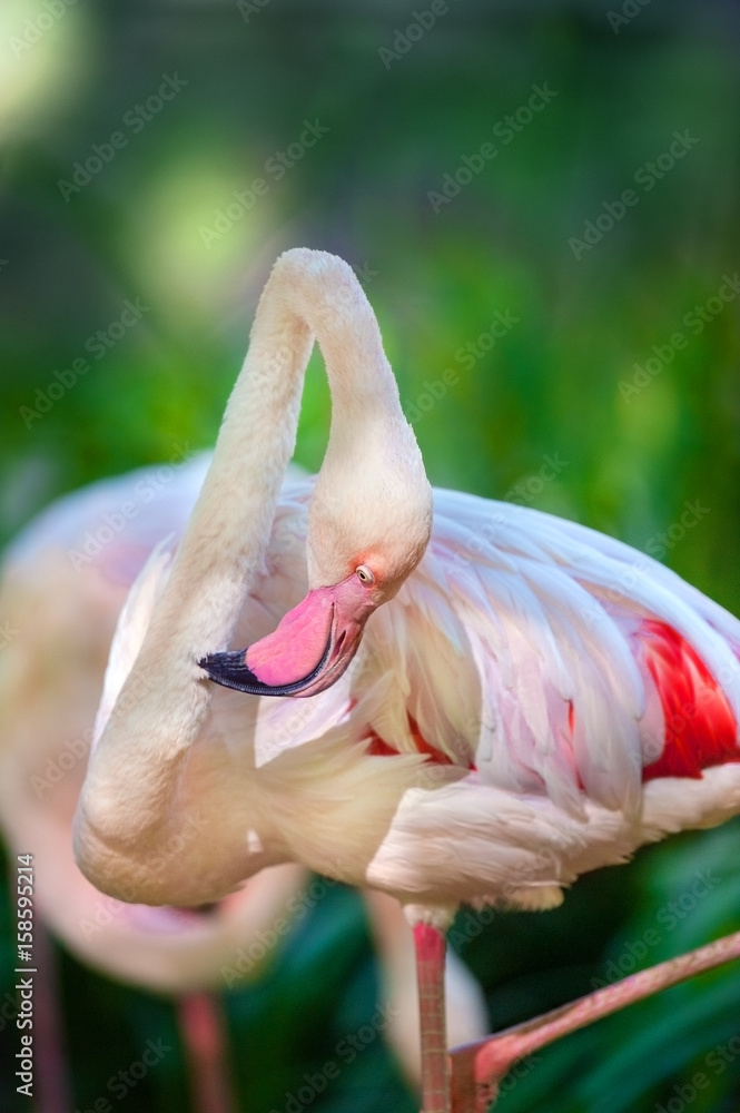 Obraz premium Flamingo portrait close up