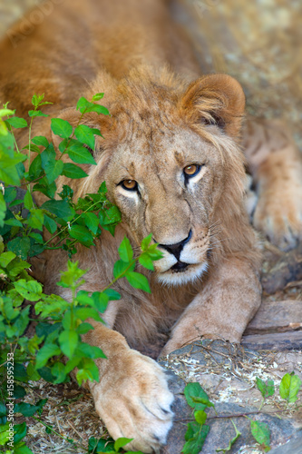 Beautiful lion portrait outdoor