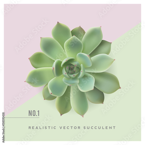 realistic vector illustration of a succulent plant (echeveria), top view