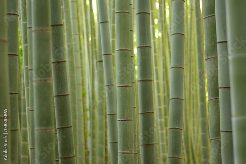 Fototapeta Naklejka Na Ścianę i Meble -  Lush green Japanese Bamboo forests background in horizontal frame