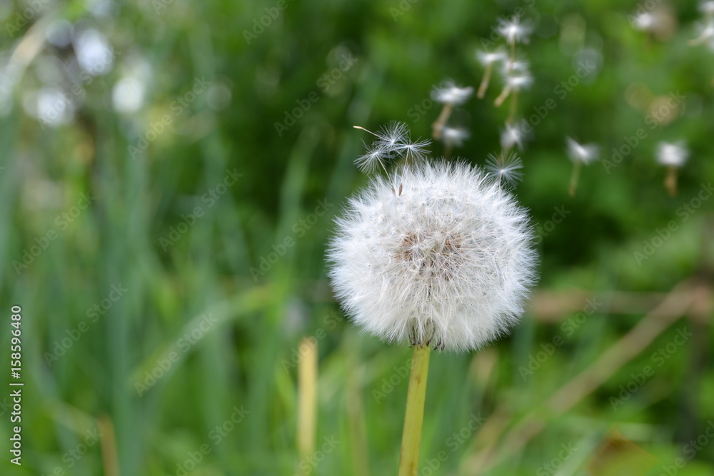 White dandelion