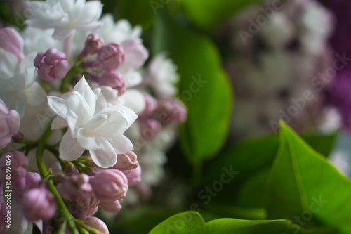 lilac