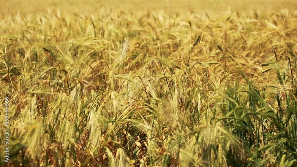 Wheat Field. Ears of wheat close up. Harvest and harvesting concept. Field of golden wheat swaying. Nature landscape. Peaceful scene. Wheat Field. Ears of wheat close up. Harvest and harvesting concept. Field of golden wheat swaying. Nature landscape. Peaceful scene.