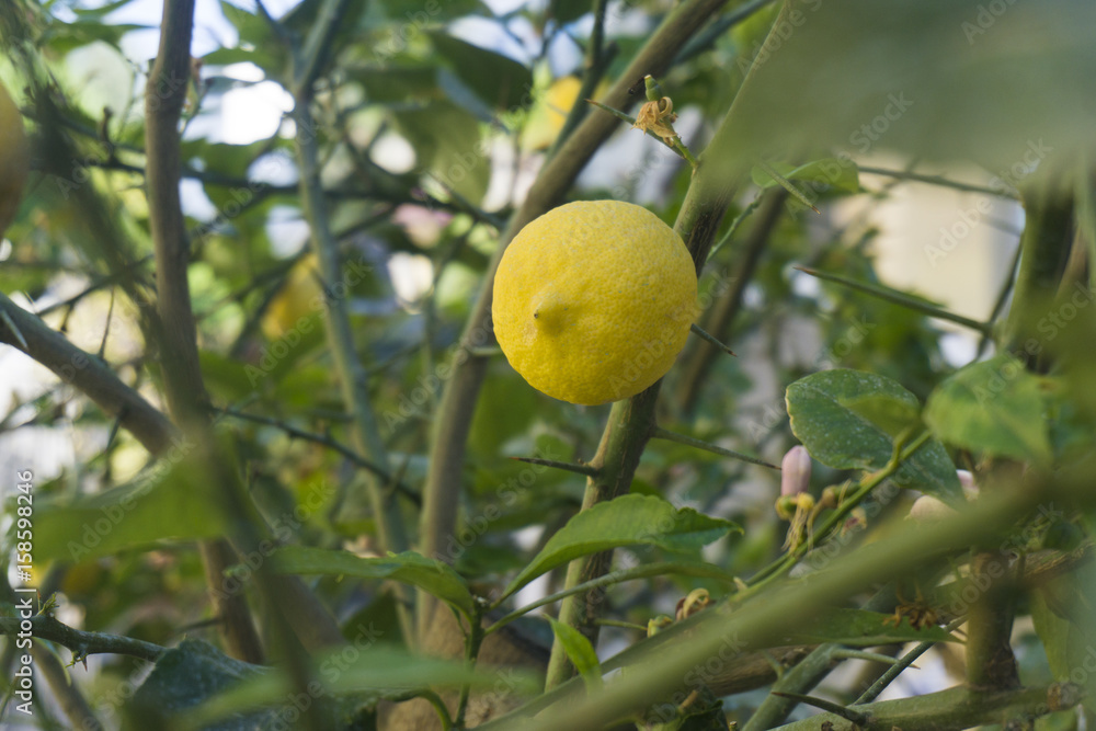 Ripe Lemon on a tree ready to be picked