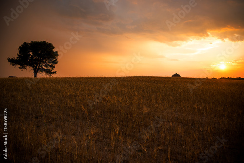 yellow wheat landscape