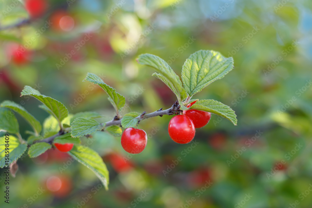 Closeup the branch Nanking cherry (Prunus tomentosa) with red fruits . Small DOF focus only to berries