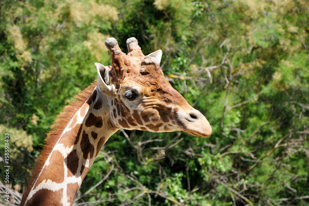 Obraz premium giraffe