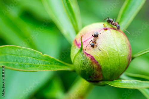 An ant on a flower