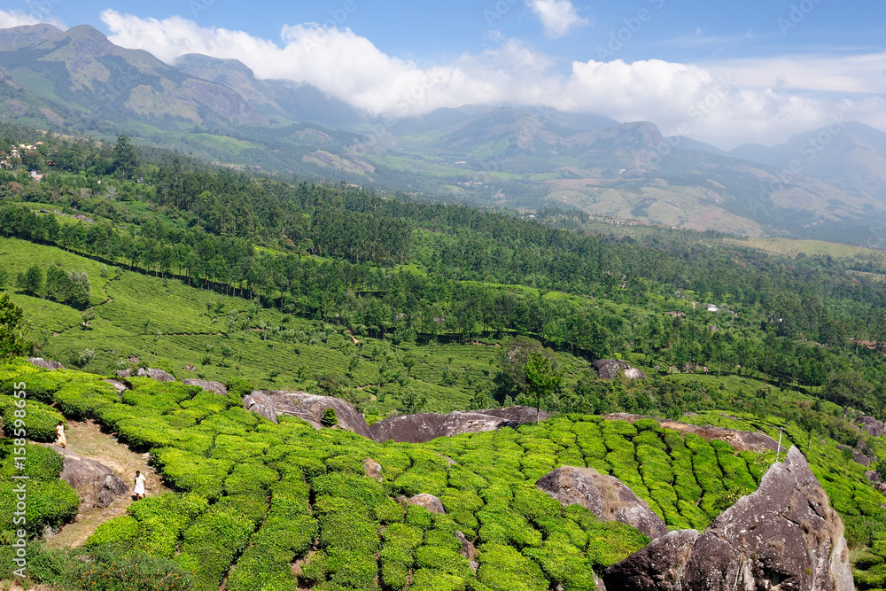 Fototapeta premium Beautifully green tea plantations in India in the Kerala state.
