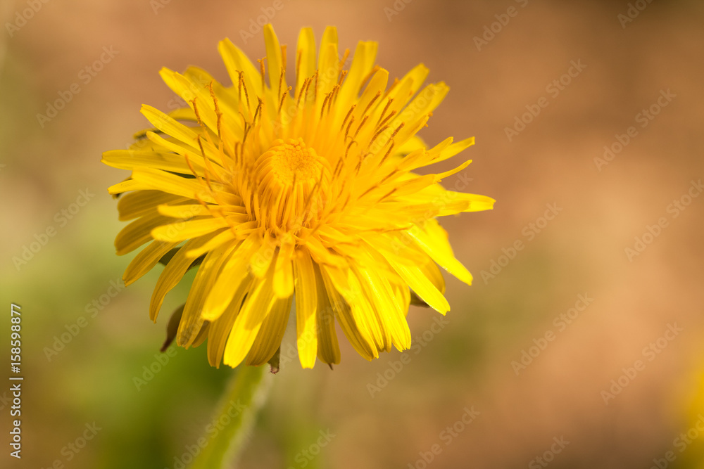 Flower Yellow Dandelion On Blurred Background Top View And Close Up. Flower Yellow Dandelion On Blurred Background Top View And Close Up.