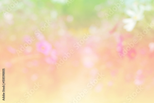 cosmos flowers abstract blur background wallpaper nature vintage colorful pastel pink color summer sunlight blossom spring 